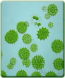 floating-algae