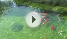 Clear Water Koi Pond