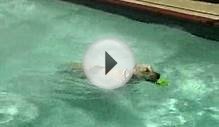 Pool Safety for Your Dog